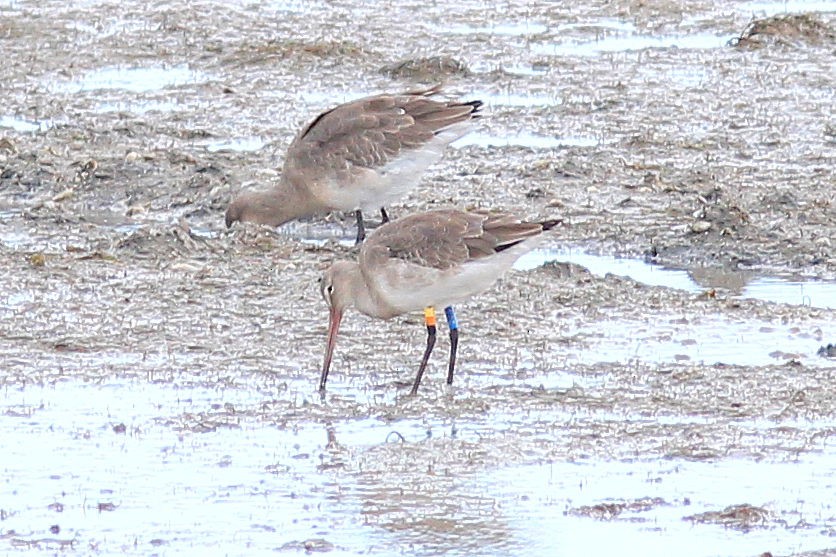 Black-tailed Godwit - ML644590155