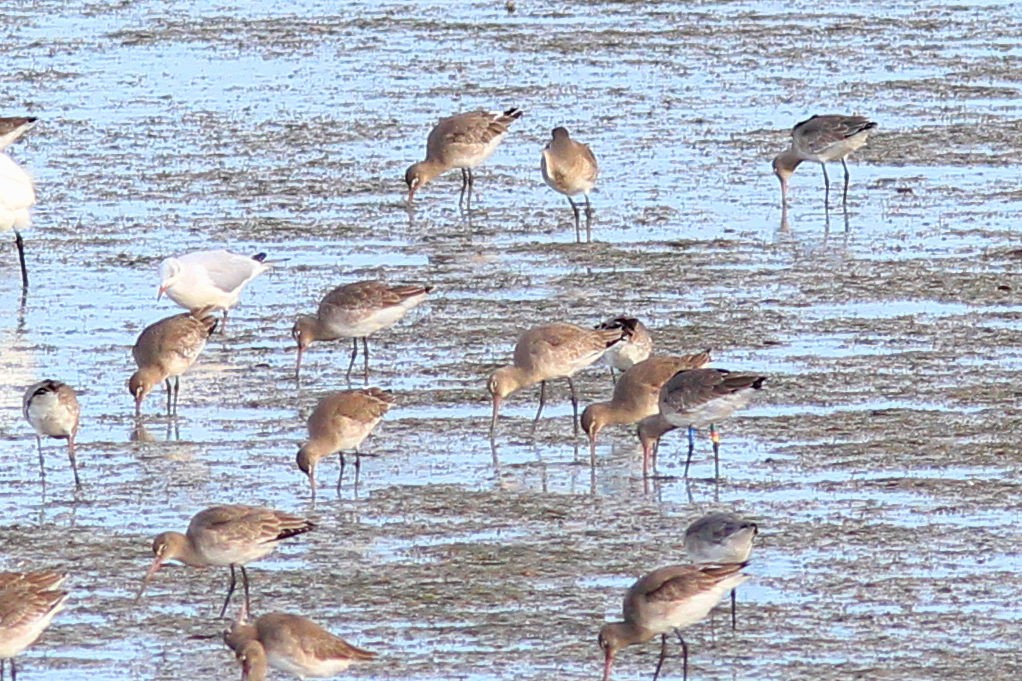 Black-tailed Godwit - ML644590156