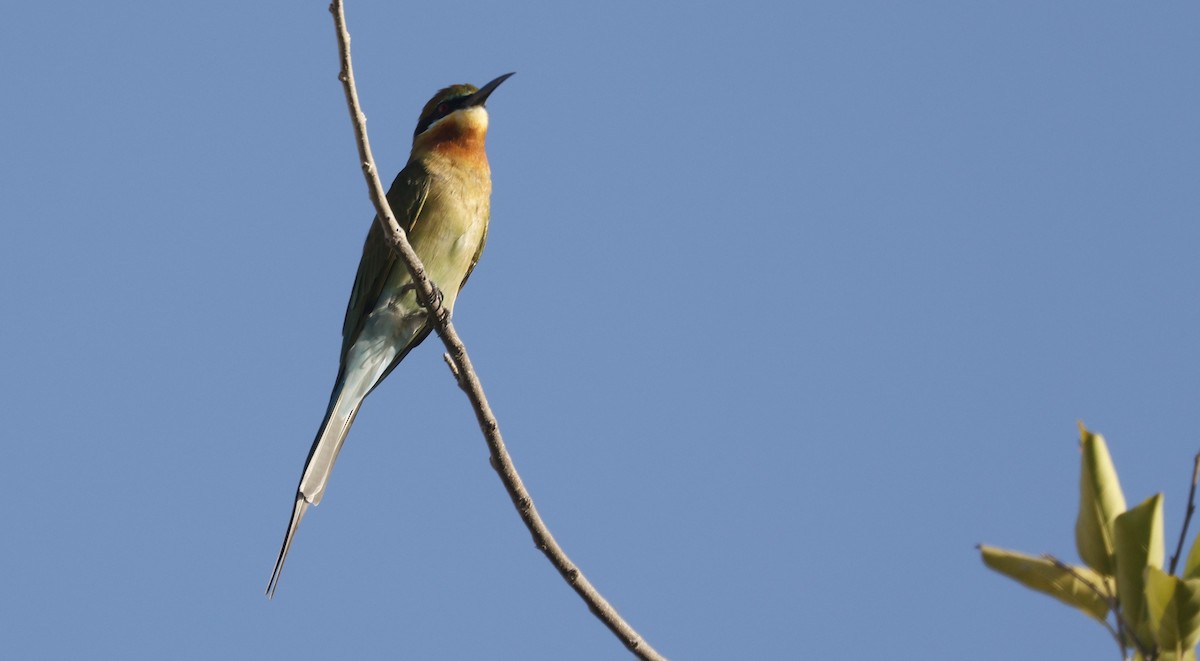 Blue-tailed Bee-eater - ML644590160
