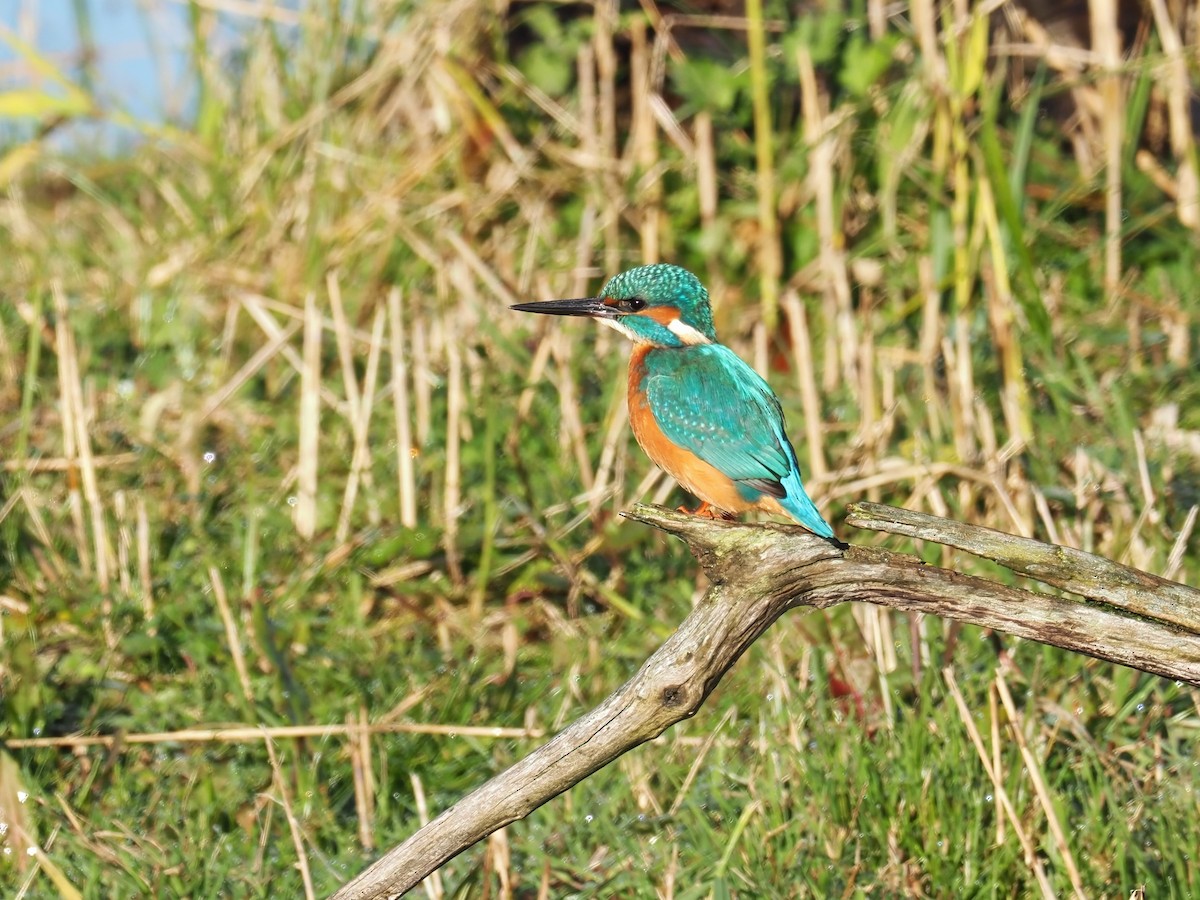 Common Kingfisher - ML644590169