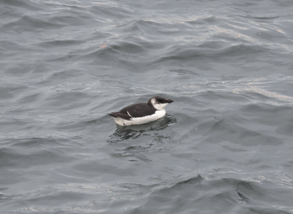 Razorbill - ML644590171
