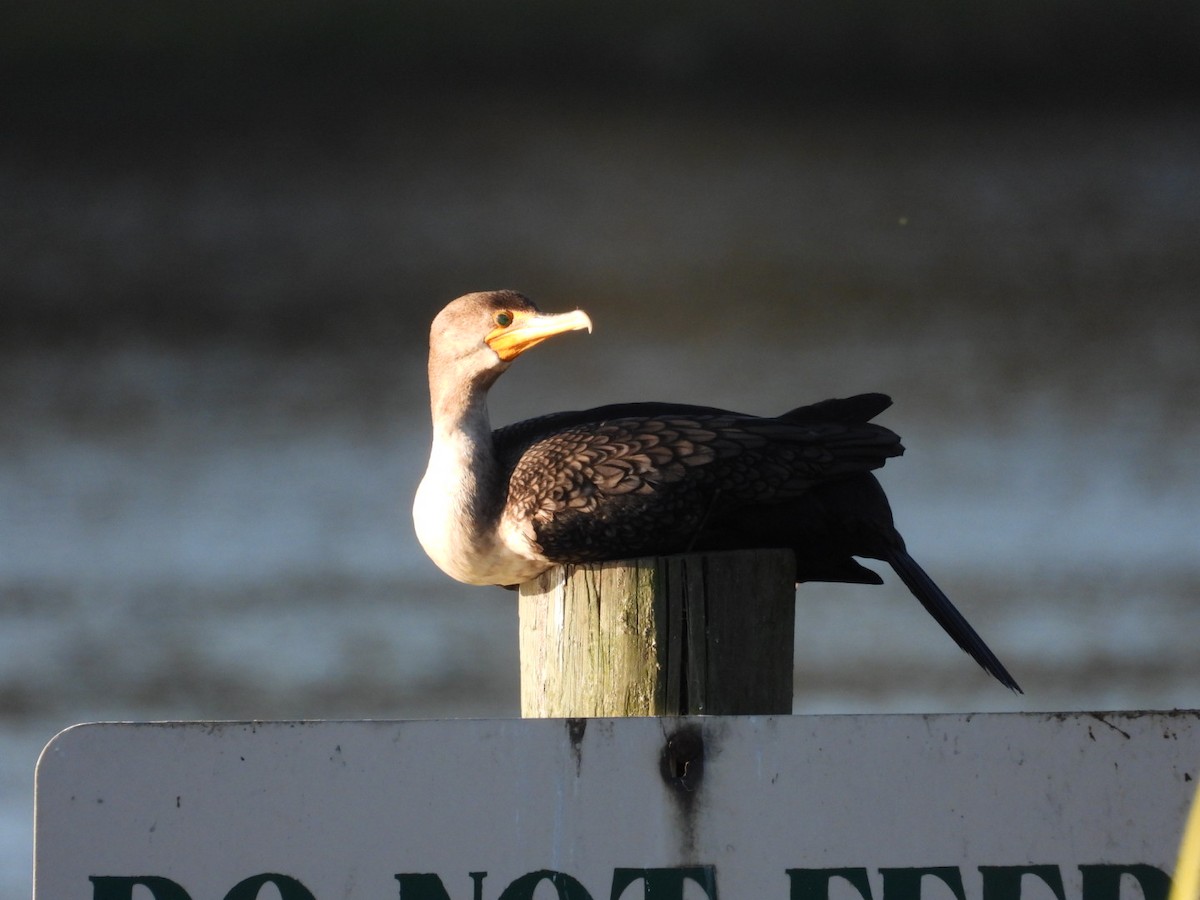 Double-crested Cormorant - ML644590175