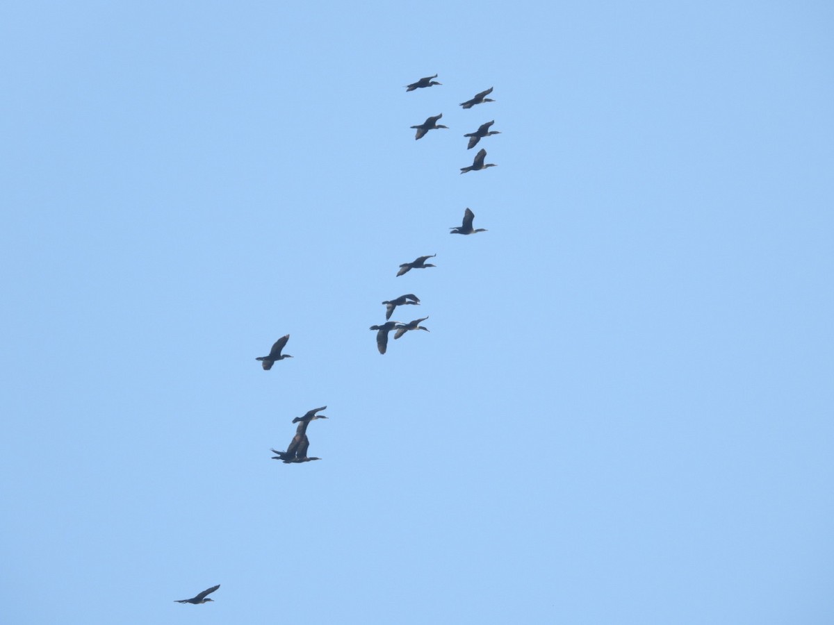 Double-crested Cormorant - ML644590176