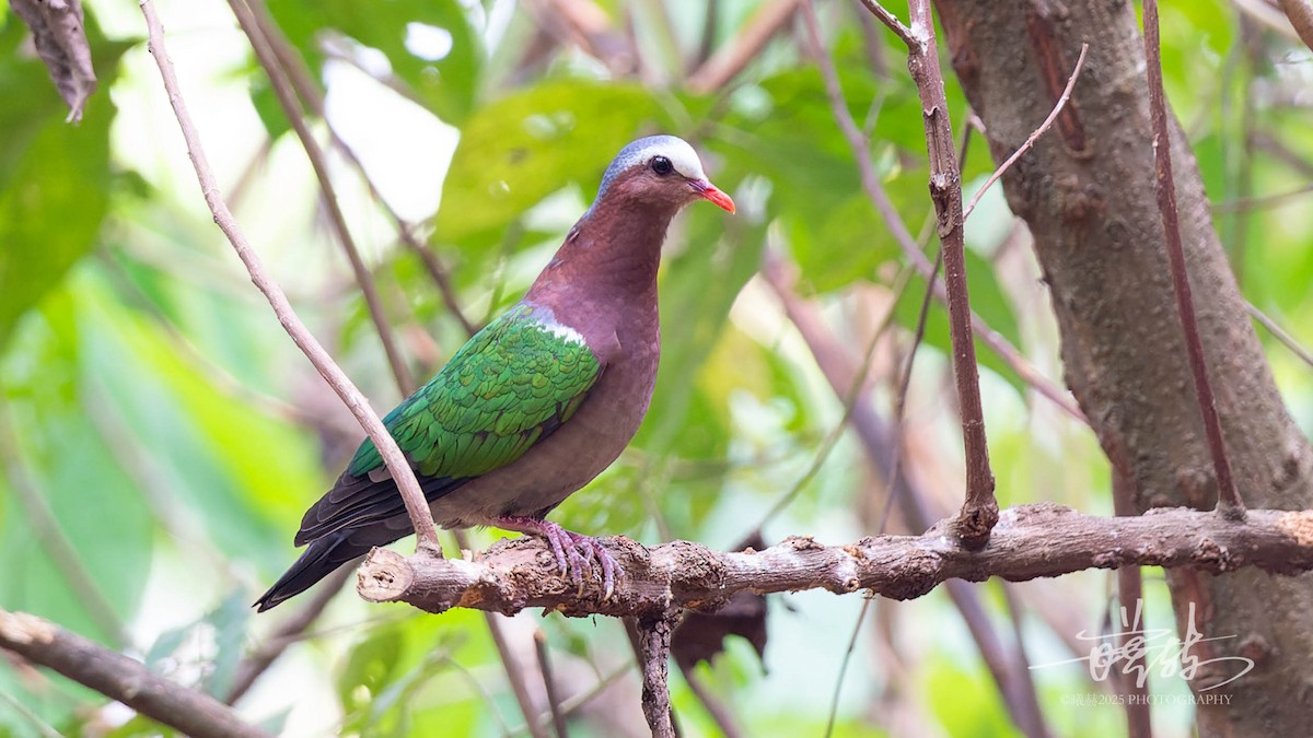 Изумрудная горлица - ML644590177