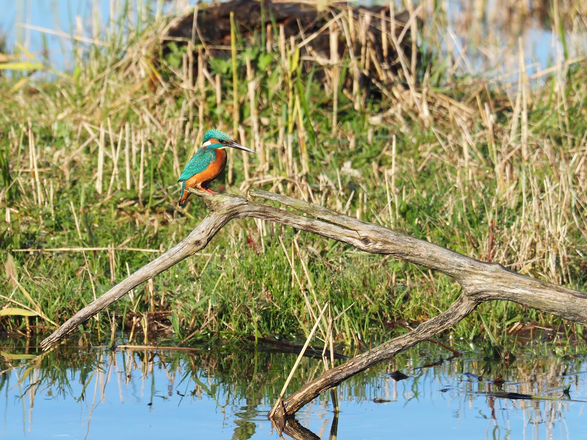 Common Kingfisher - ML644590183