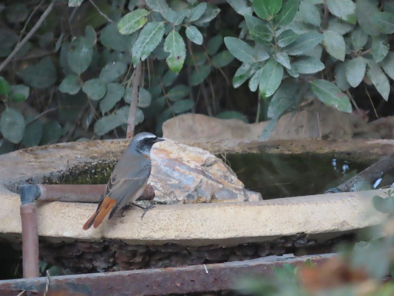 Common Redstart - ML644590185