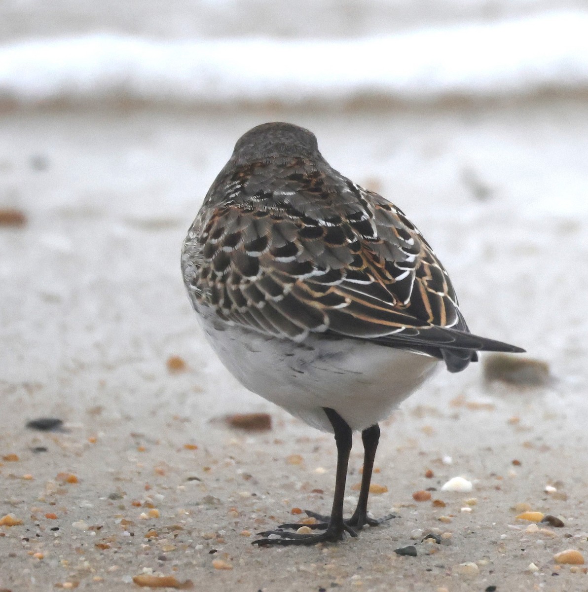 bonapartesnipe - ML644590192