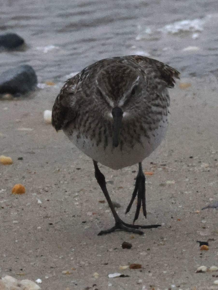 bonapartesnipe - ML644590193