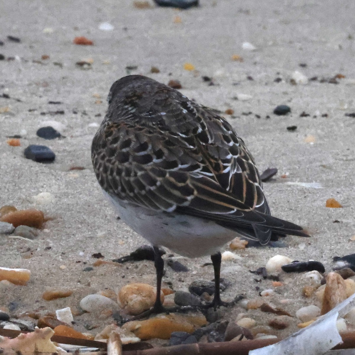 bonapartesnipe - ML644590194