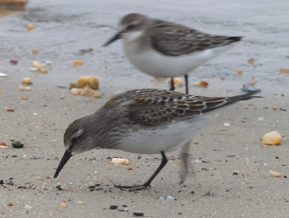 bonapartesnipe - ML644590195