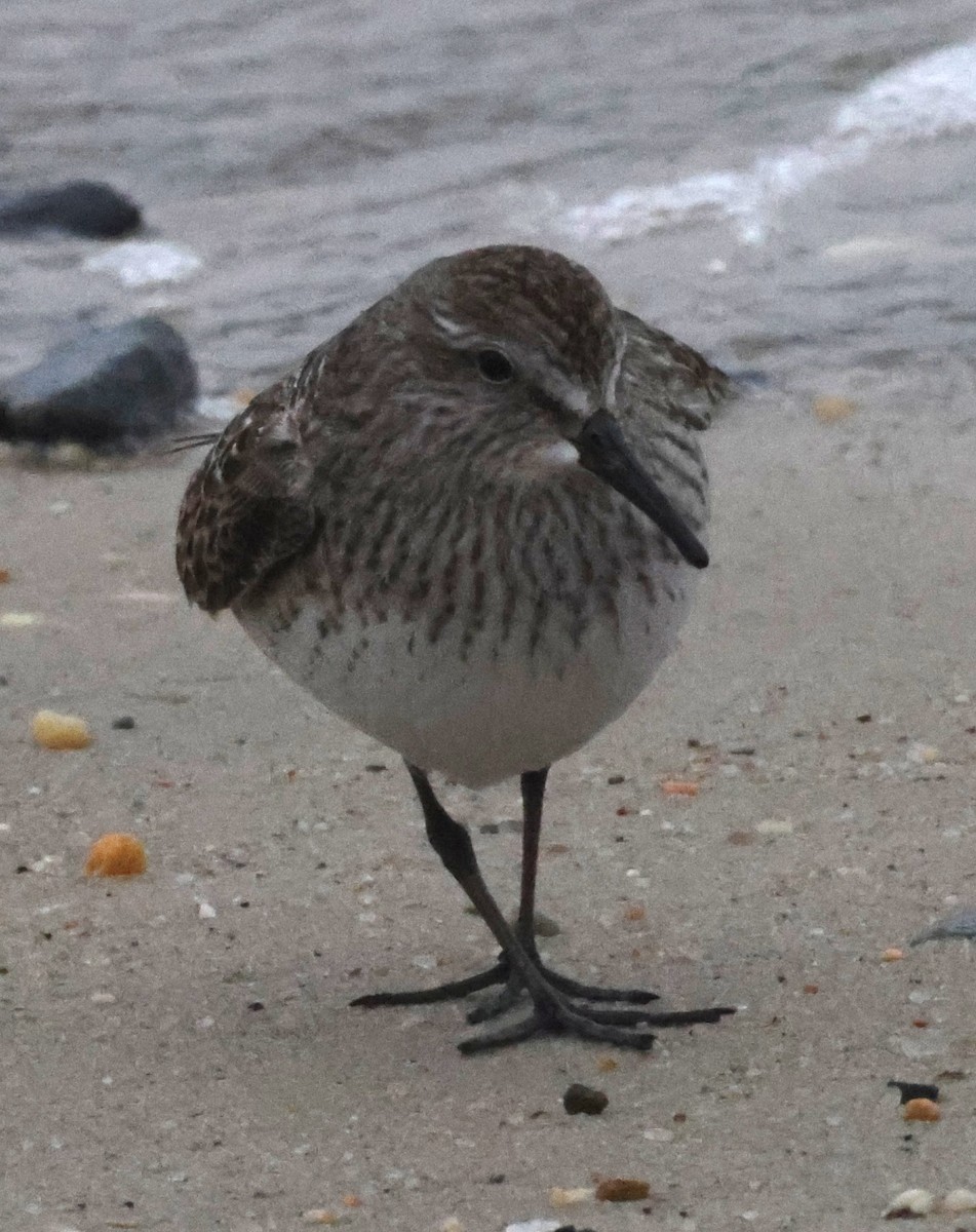 bonapartesnipe - ML644590196