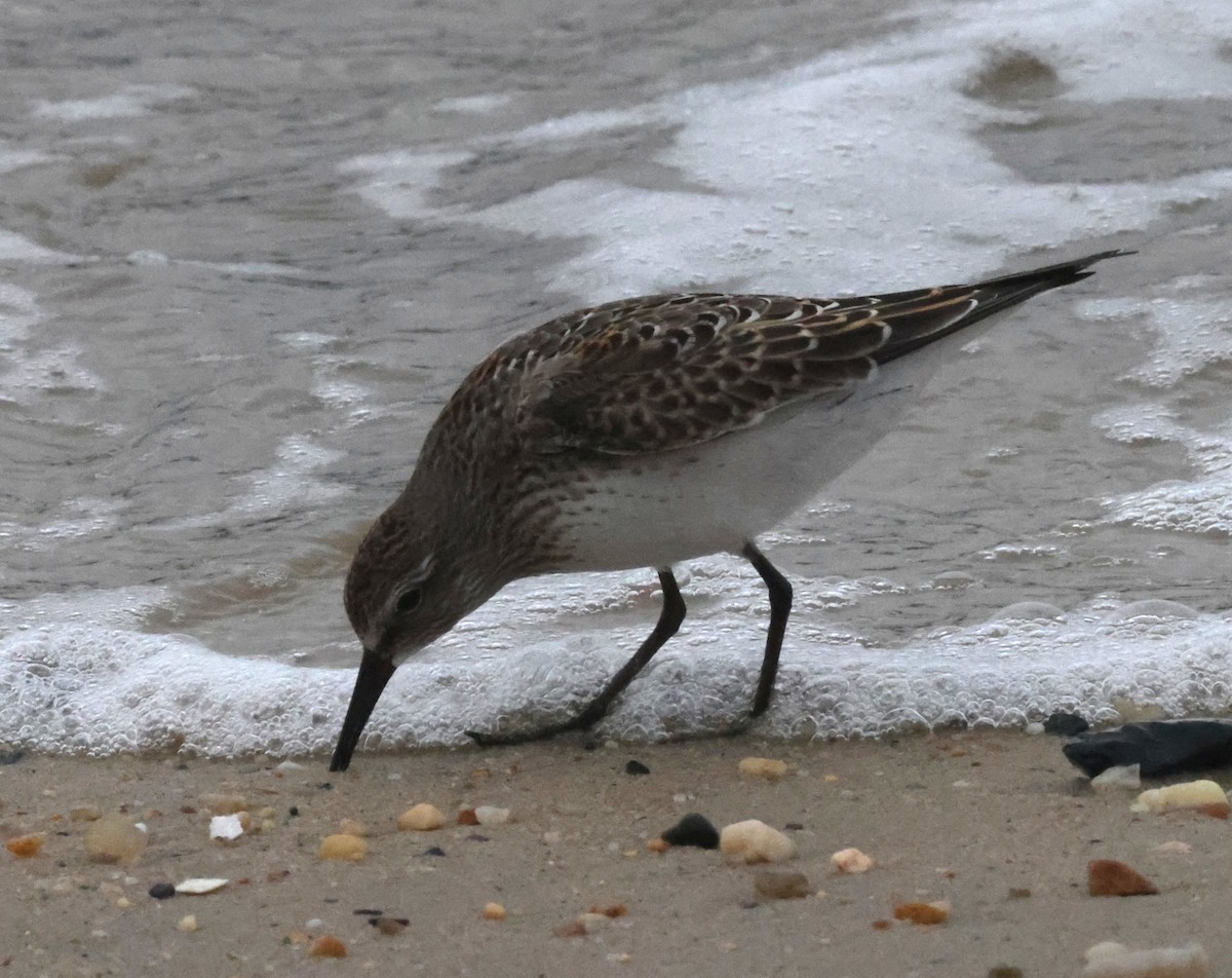 bonapartesnipe - ML644590197