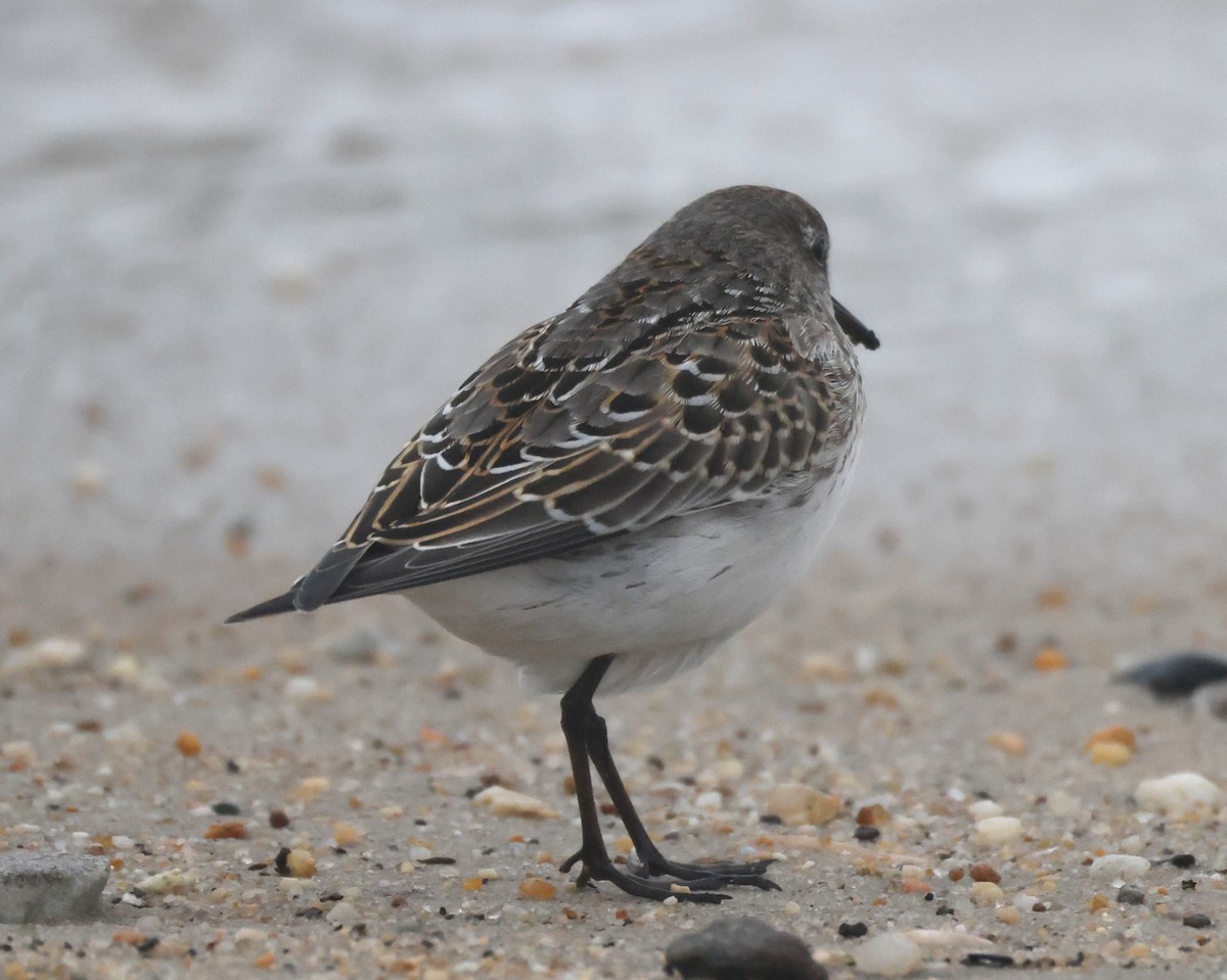 bonapartesnipe - ML644590198