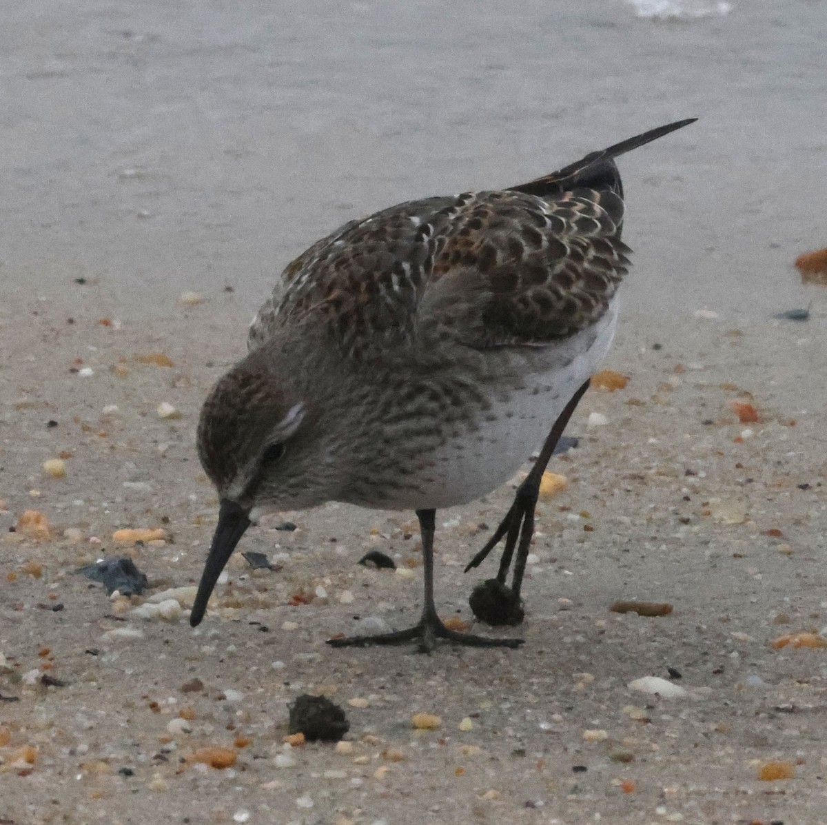 bonapartesnipe - ML644590201