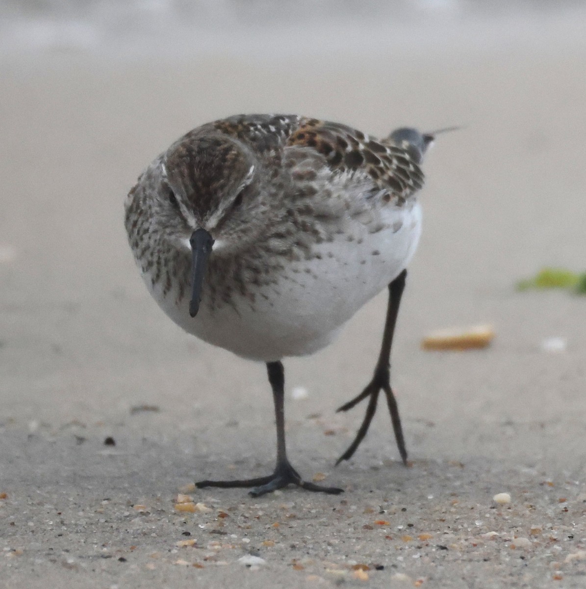 bonapartesnipe - ML644590202