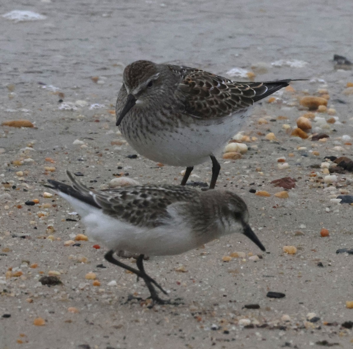 bonapartesnipe - ML644590203