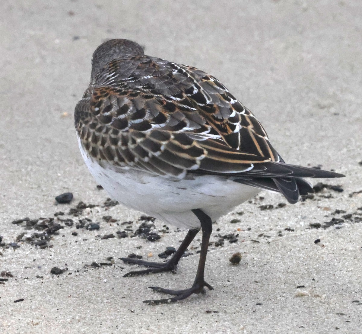 bonapartesnipe - ML644590204