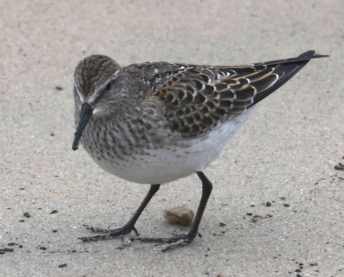 bonapartesnipe - ML644590205