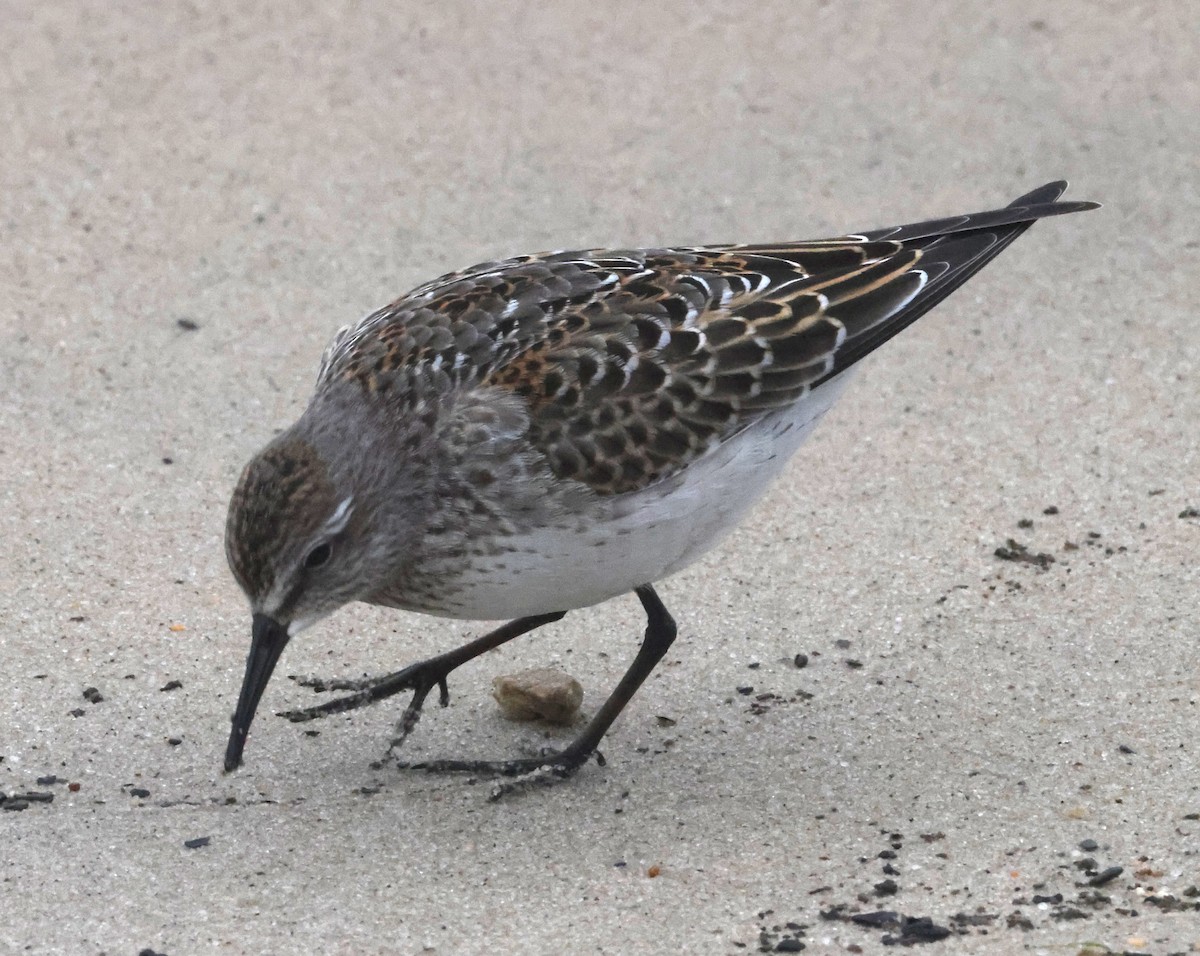 bonapartesnipe - ML644590206