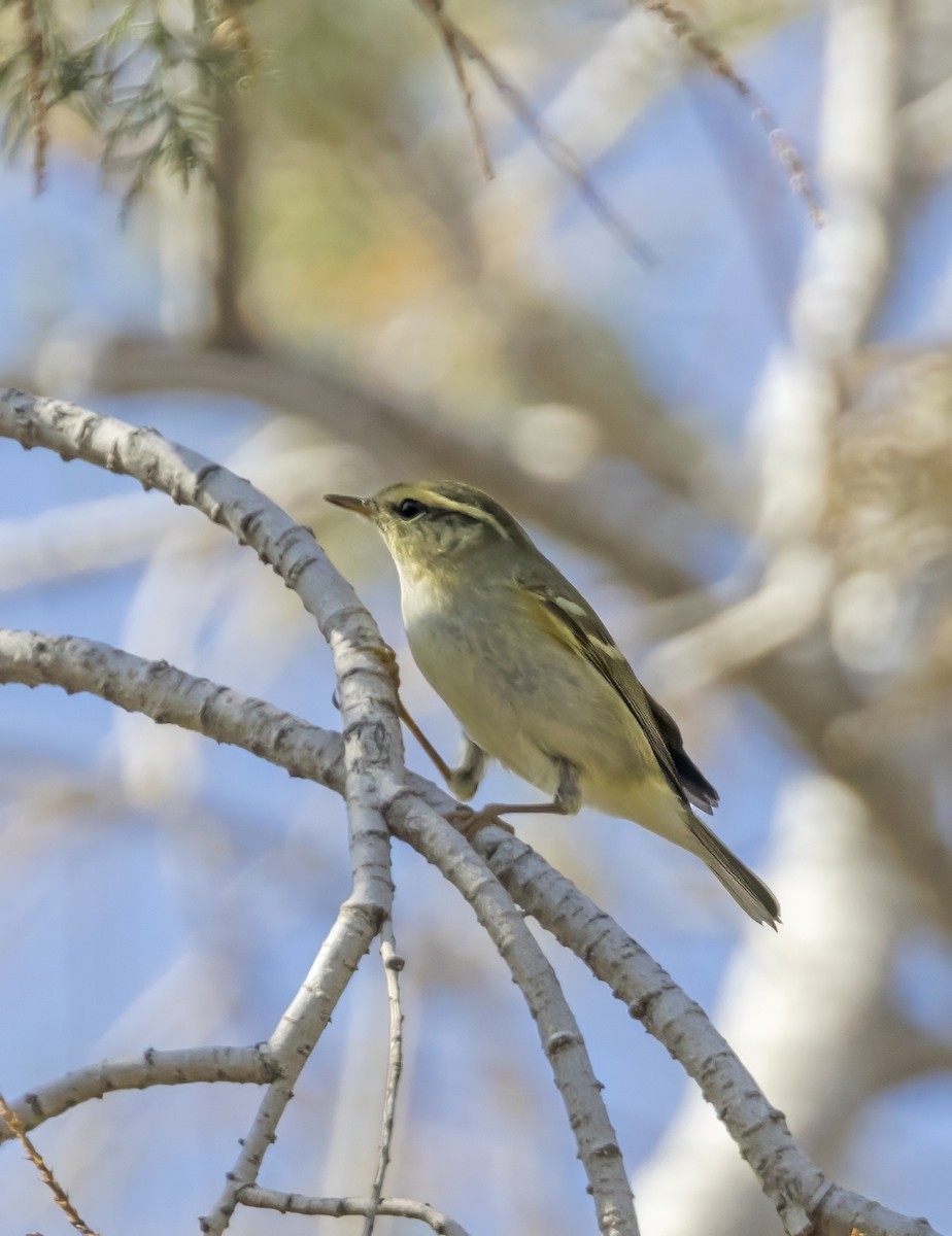 gulbrynsanger - ML644590207