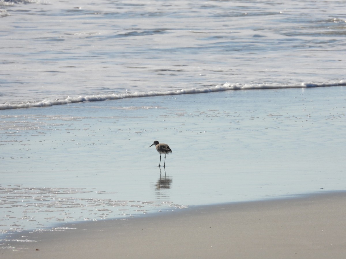 Willet - ML644590211