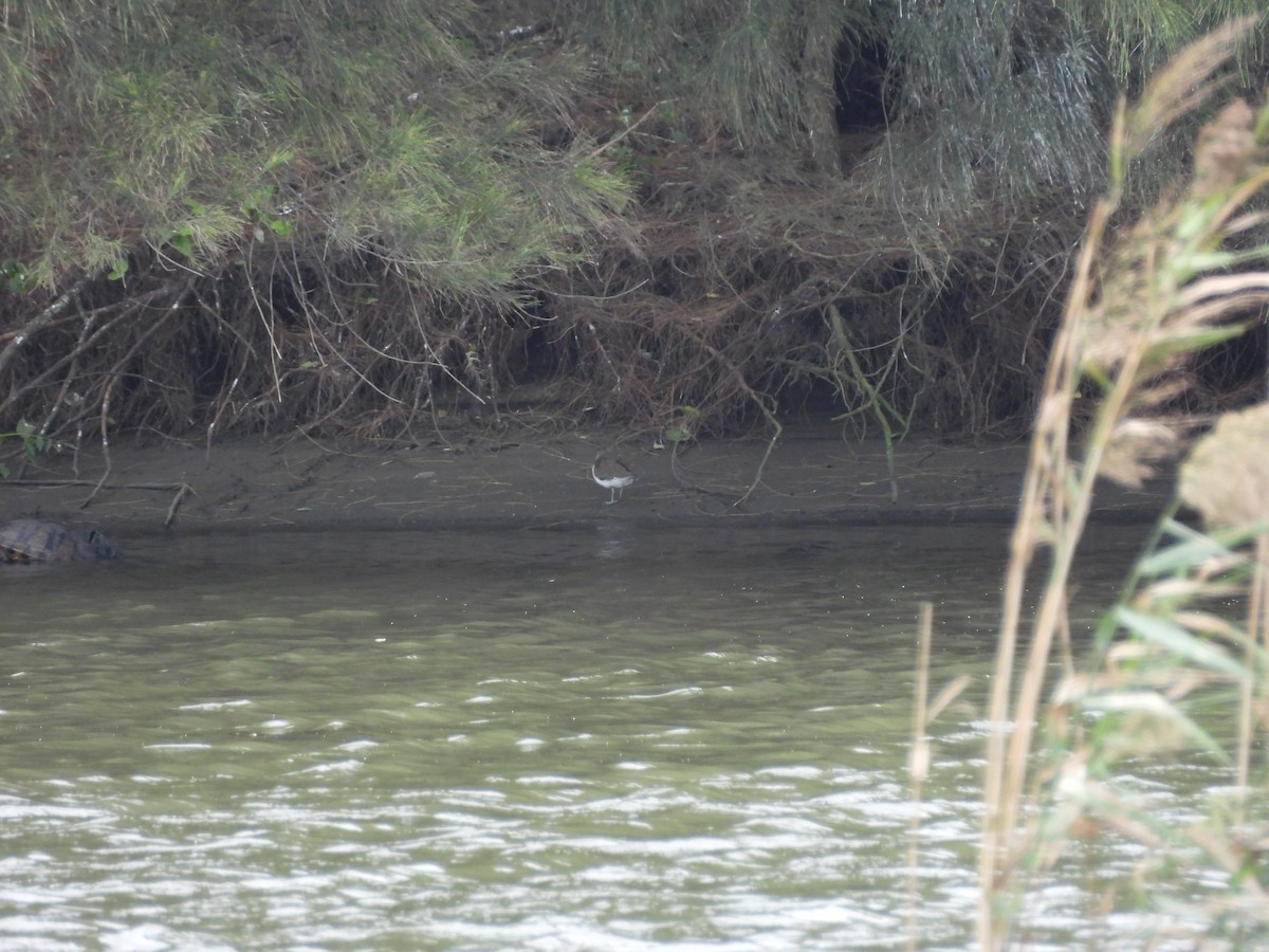 Common Sandpiper - ML644590213