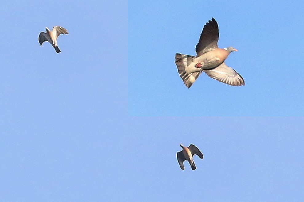 Вяхирь (группа palumbus) - ML644590226