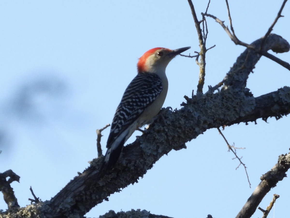 Carolinaspecht - ML644590235