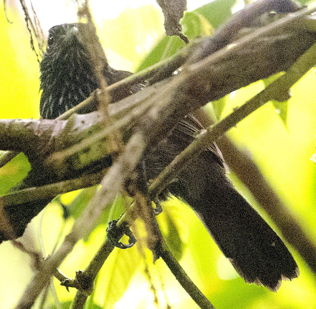Black-hooded Antshrike - ML644590241