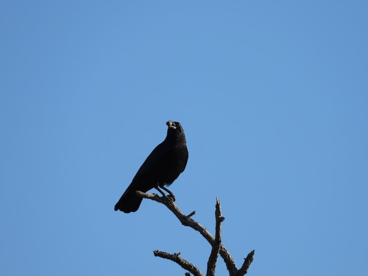 American Crow - ML644590244