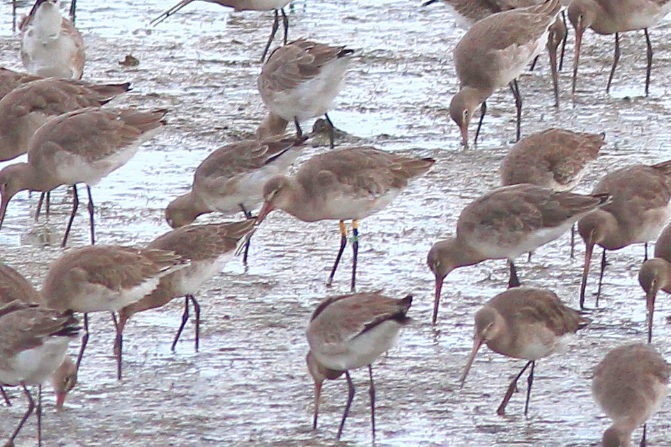 Black-tailed Godwit - ML644590252