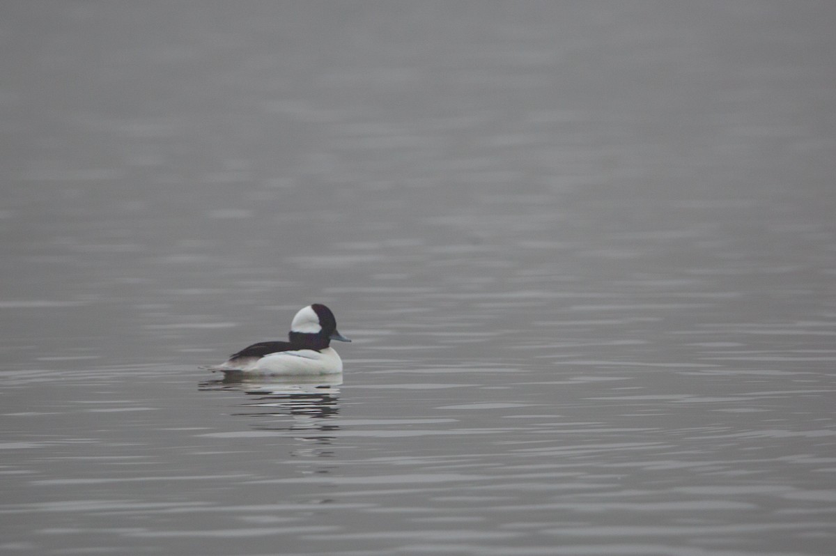 Bufflehead - ML644590255
