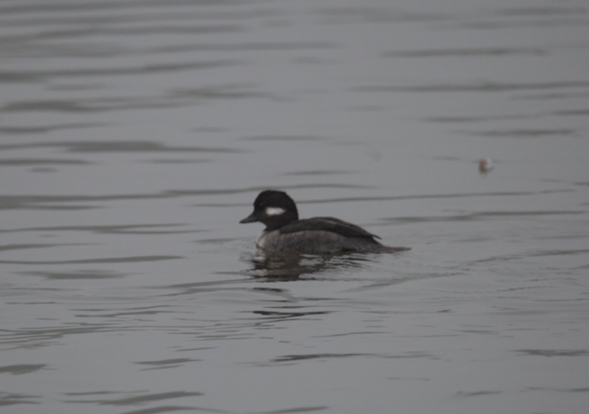Bufflehead - ML644590256