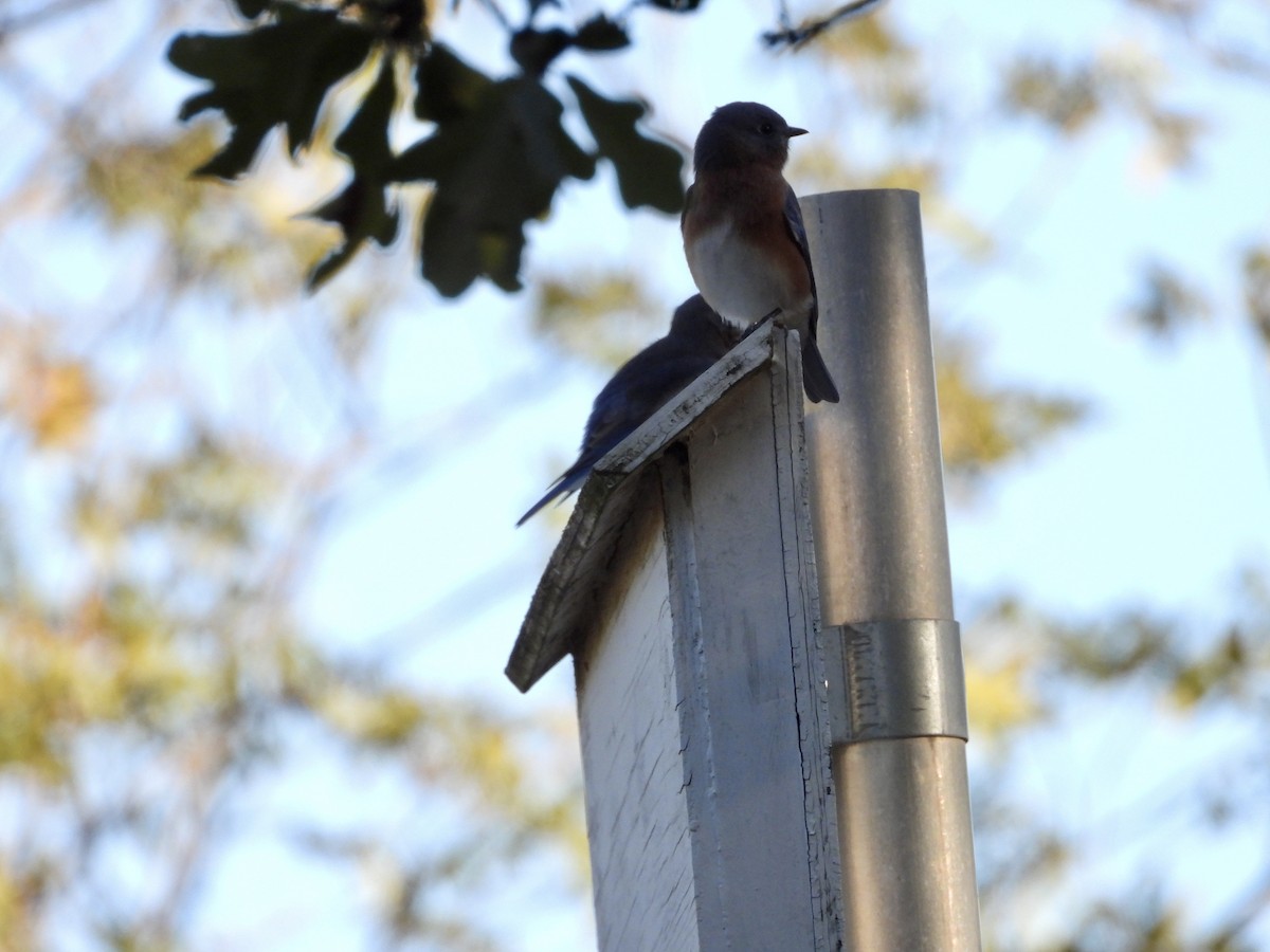 Eastern Bluebird - ML644590257