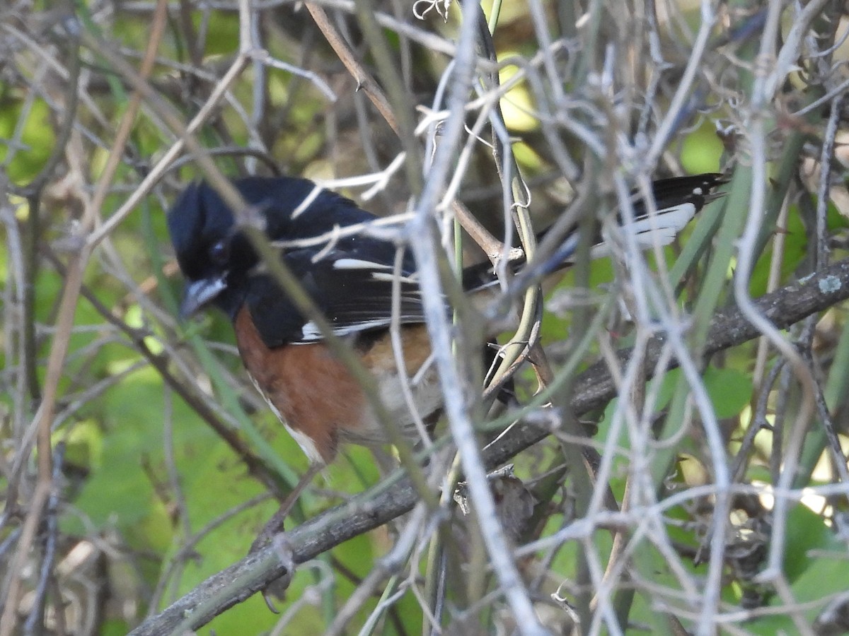 Eastern Towhee - ML644590260