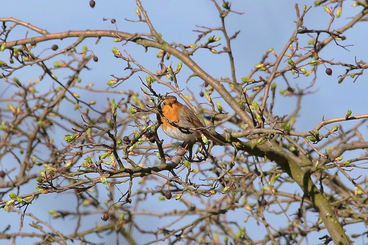 Зарянка - ML644590266