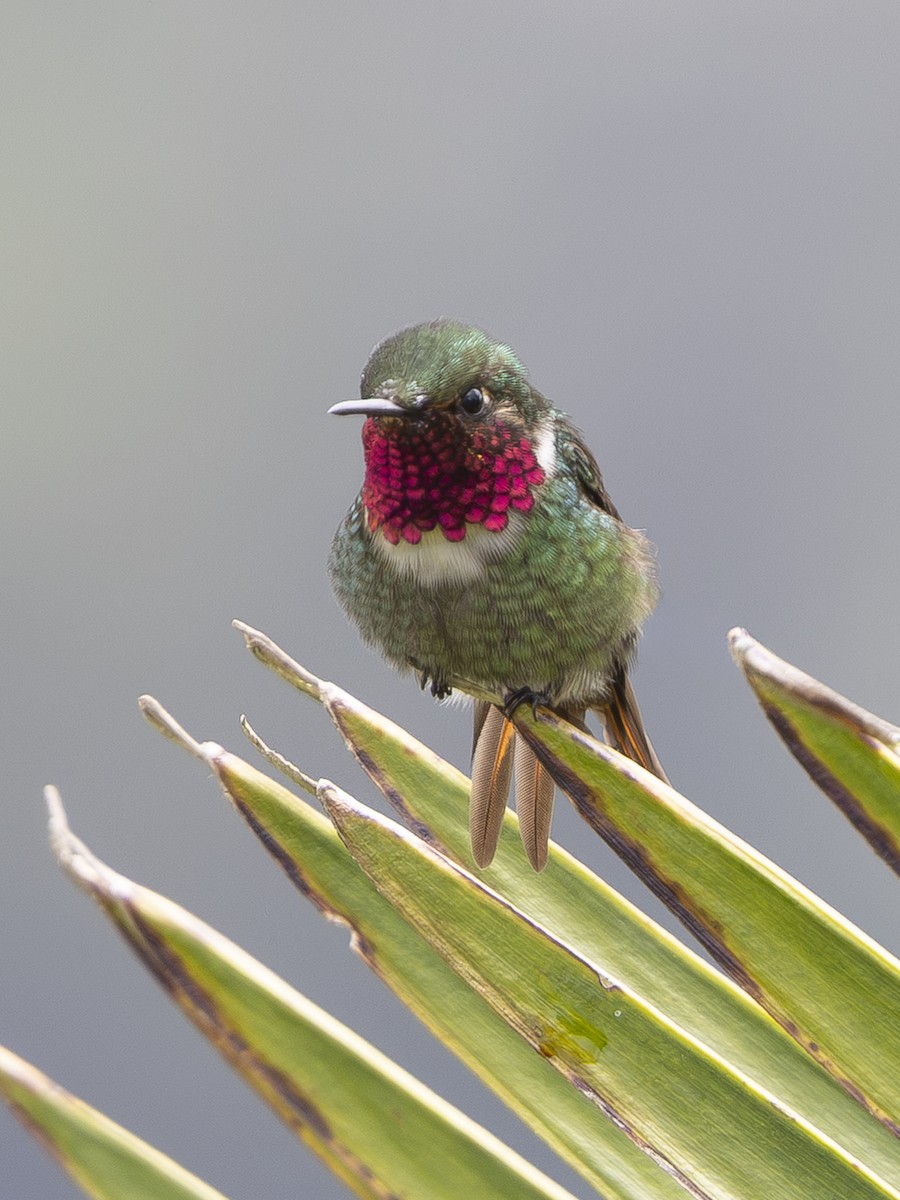 Rufous-shafted Woodstar - ML644590271