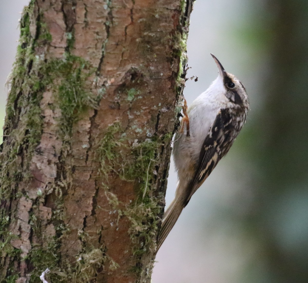 amerikatrekryper - ML644590273