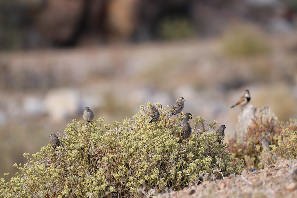 White-throated Canary - ML644590278