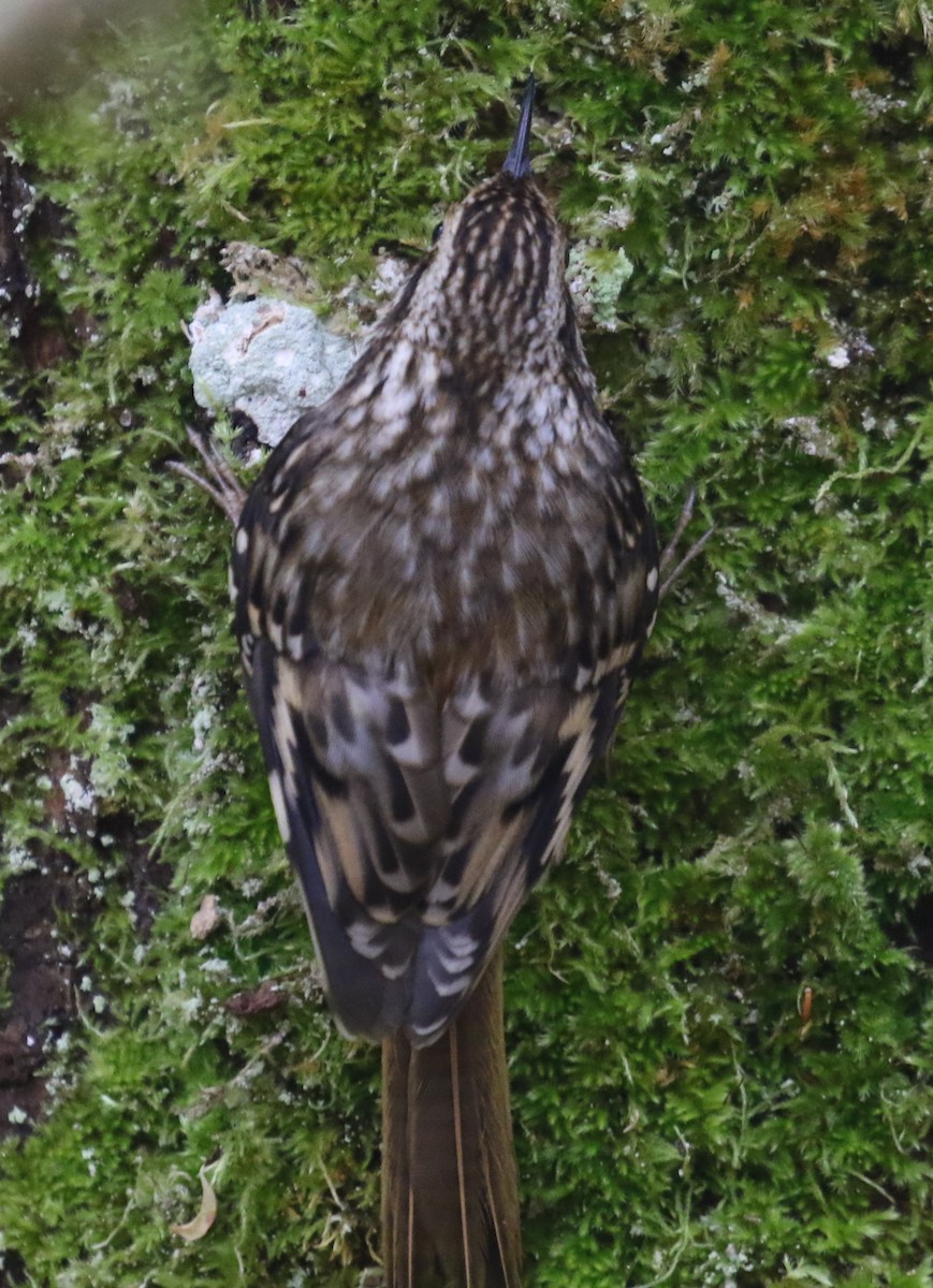 amerikatrekryper - ML644590280