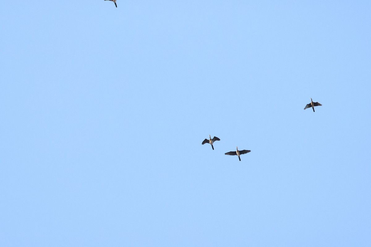 Reed Cormorant - ML644590282