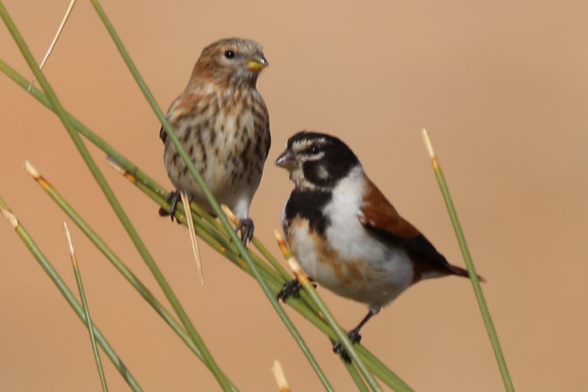 zvonohlík alario - ML644590292