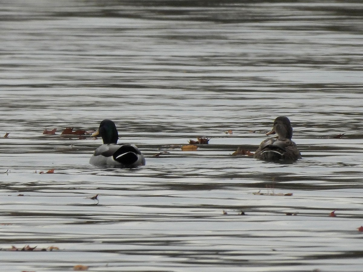 Зэрлэг нугас - ML644590294