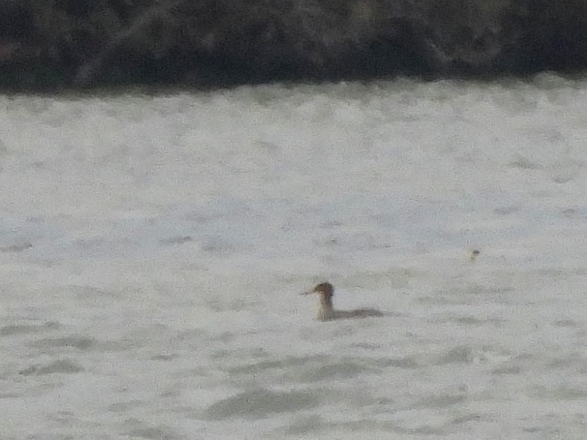 Red-breasted Merganser - ML644590297