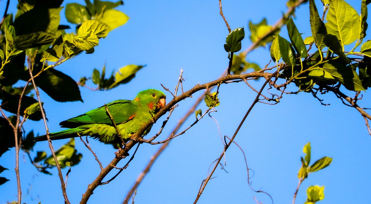 White-eyed Parakeet - ML644590299