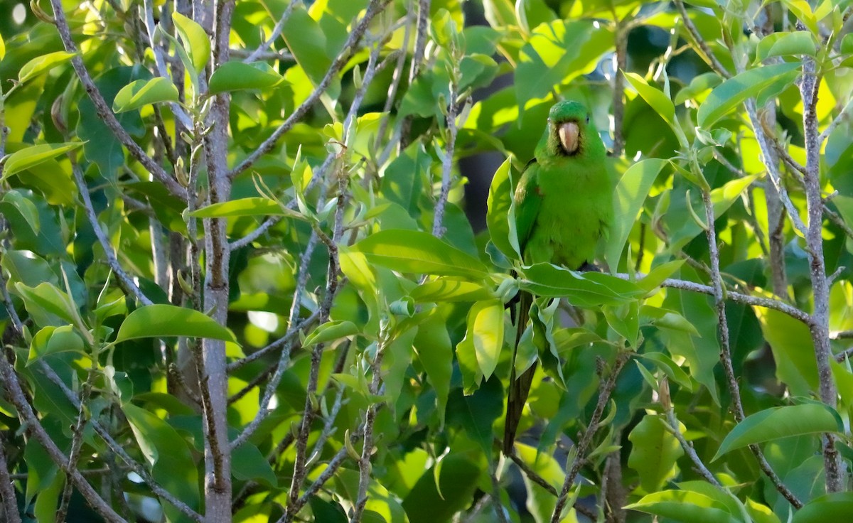 White-eyed Parakeet - ML644590300