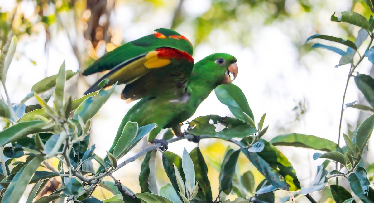 White-eyed Parakeet - ML644590301