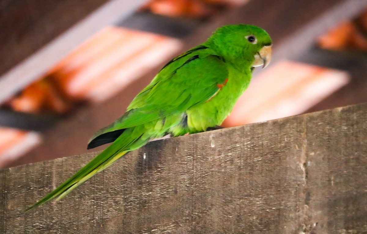 White-eyed Parakeet - ML644590302