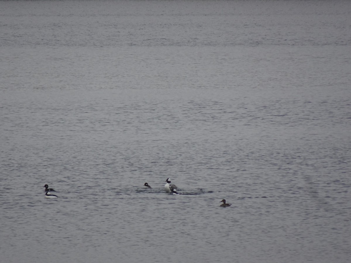 Bufflehead - ML644590305