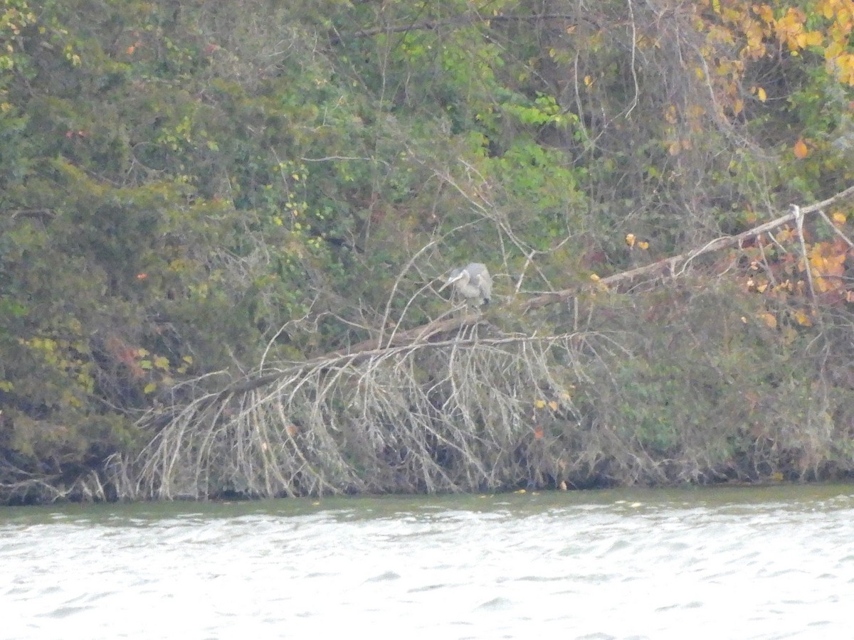 Amerika Gri Balıkçılı - ML644590307